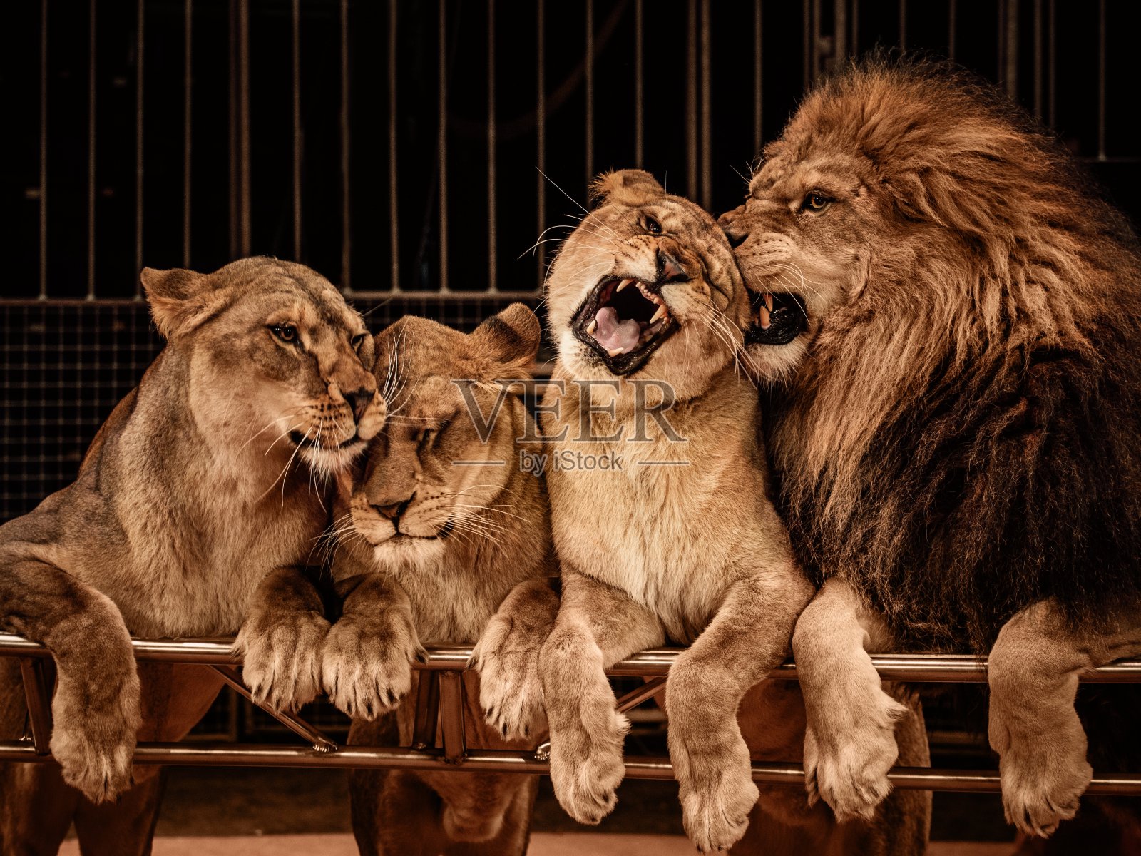 一只狮子和三只母狮子照片摄影图片