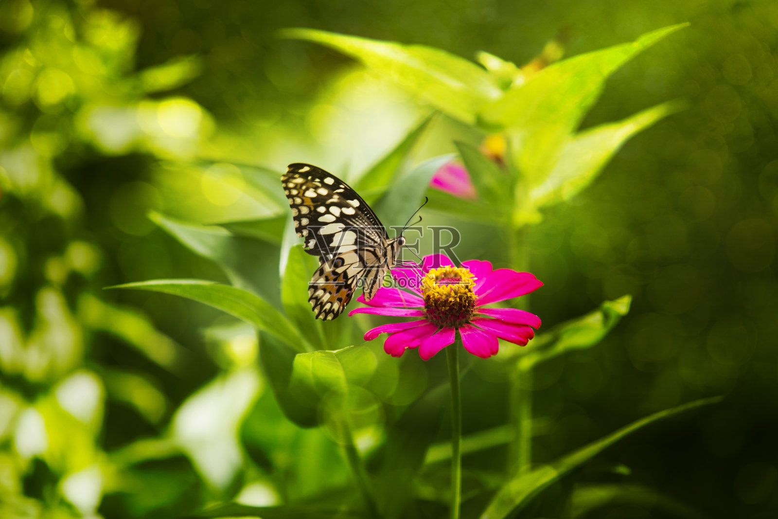 双曝光蝴蝶花与绿色的散景背景照片摄影图片
