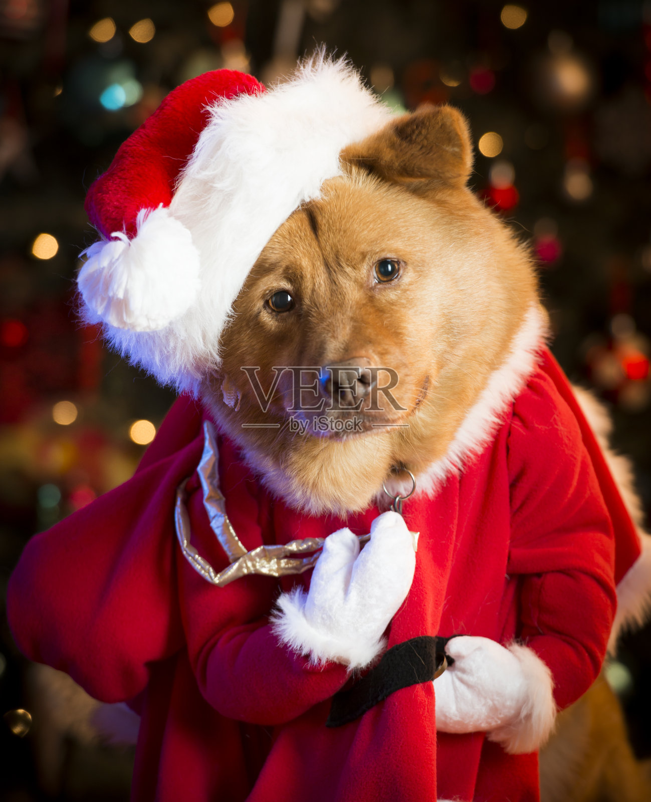 狗装扮成圣诞老人照片摄影图片
