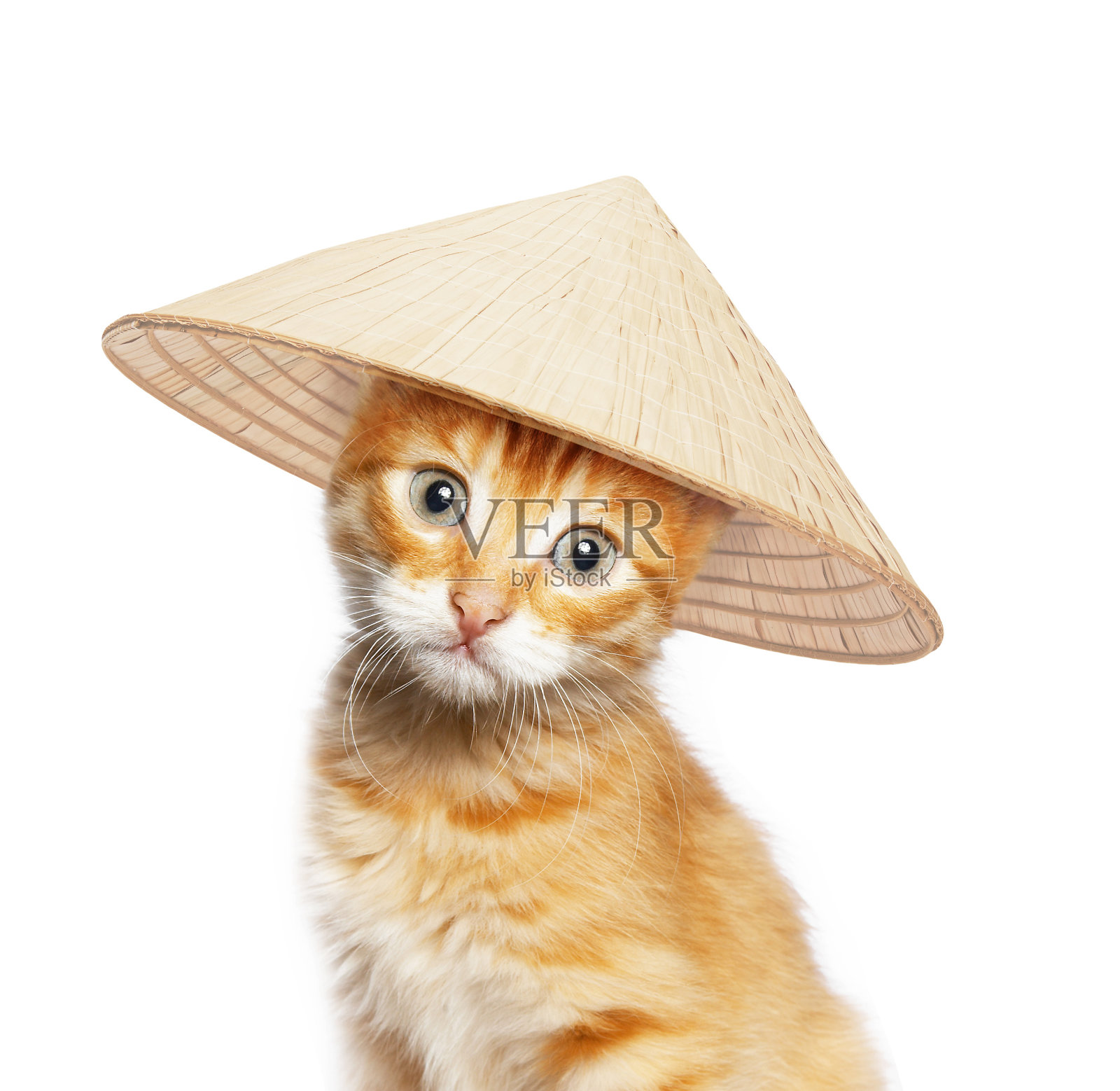 戴亚洲圆锥形帽子的红猫照片摄影图片