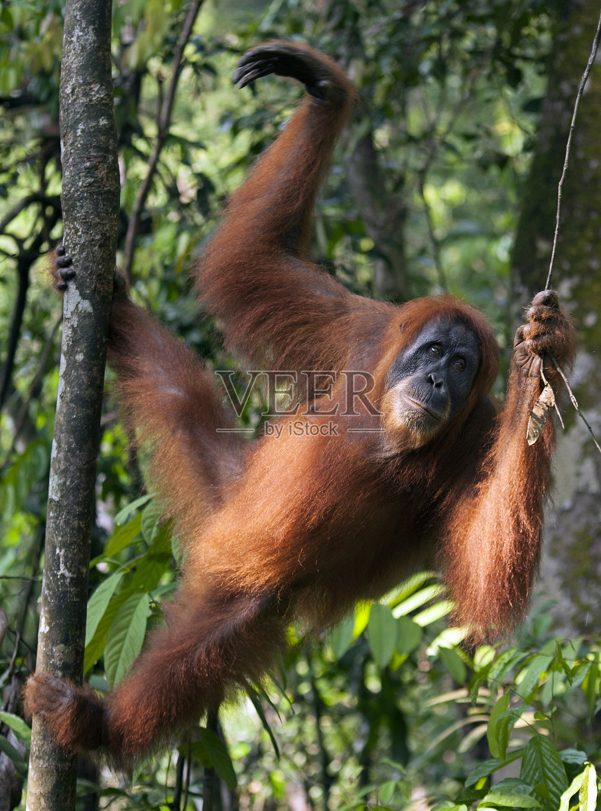 苏门答腊岛北部丛林中的年轻雌性猩猩照片摄影图片