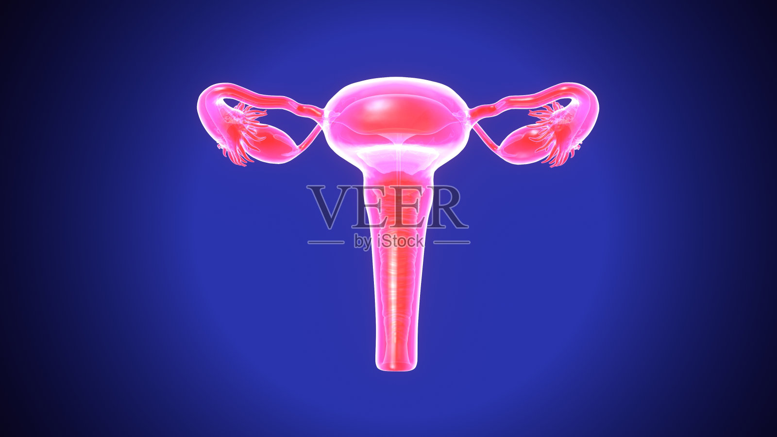 女性生殖系统解剖学的3D插图照片摄影图片
