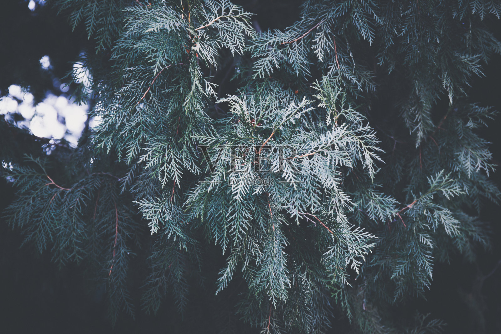 特写的冬季云杉从顶视图-在黑暗的复古色调照片摄影图片