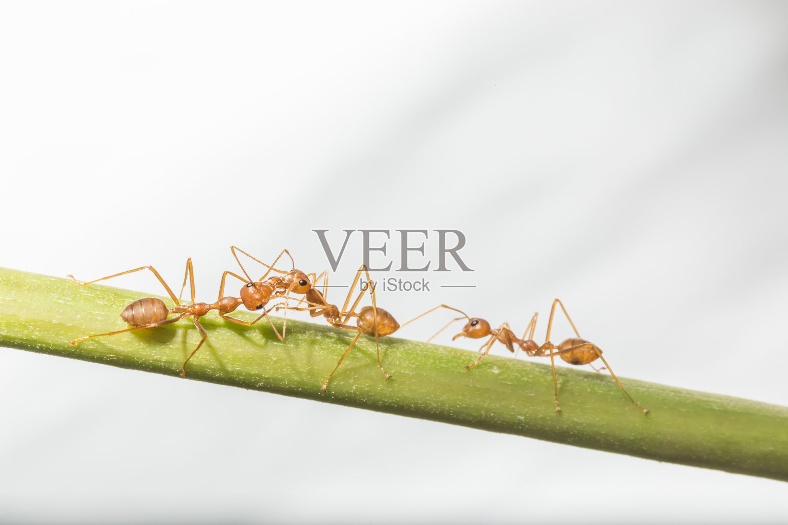 红蚂蚁正在交换信息素照片摄影图片