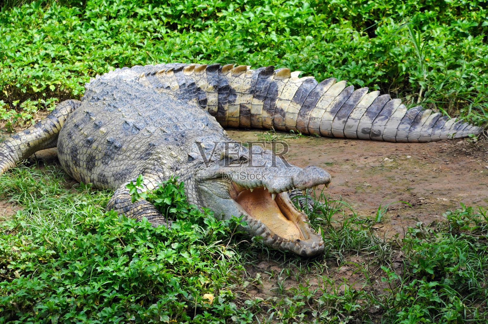 饥饿的鳄鱼在泥泞的草地上照片摄影图片