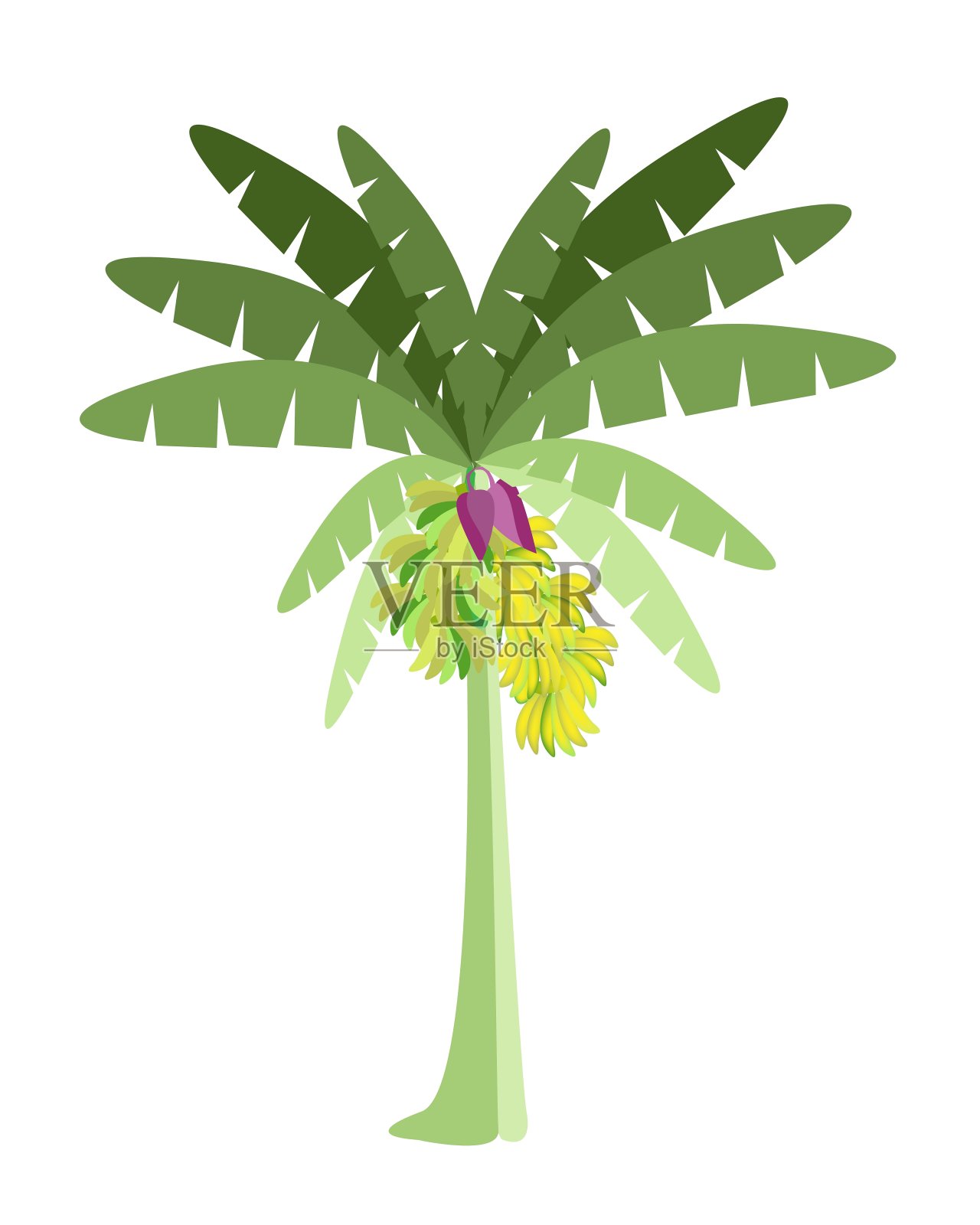 香蕉树与香蕉和开花设计元素图片