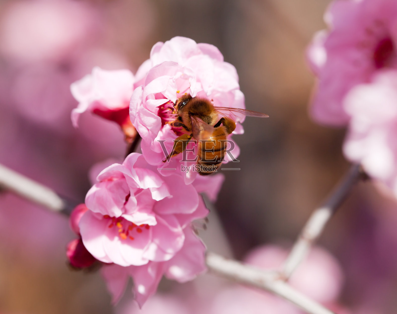 樱花和蜜蜂照片摄影图片