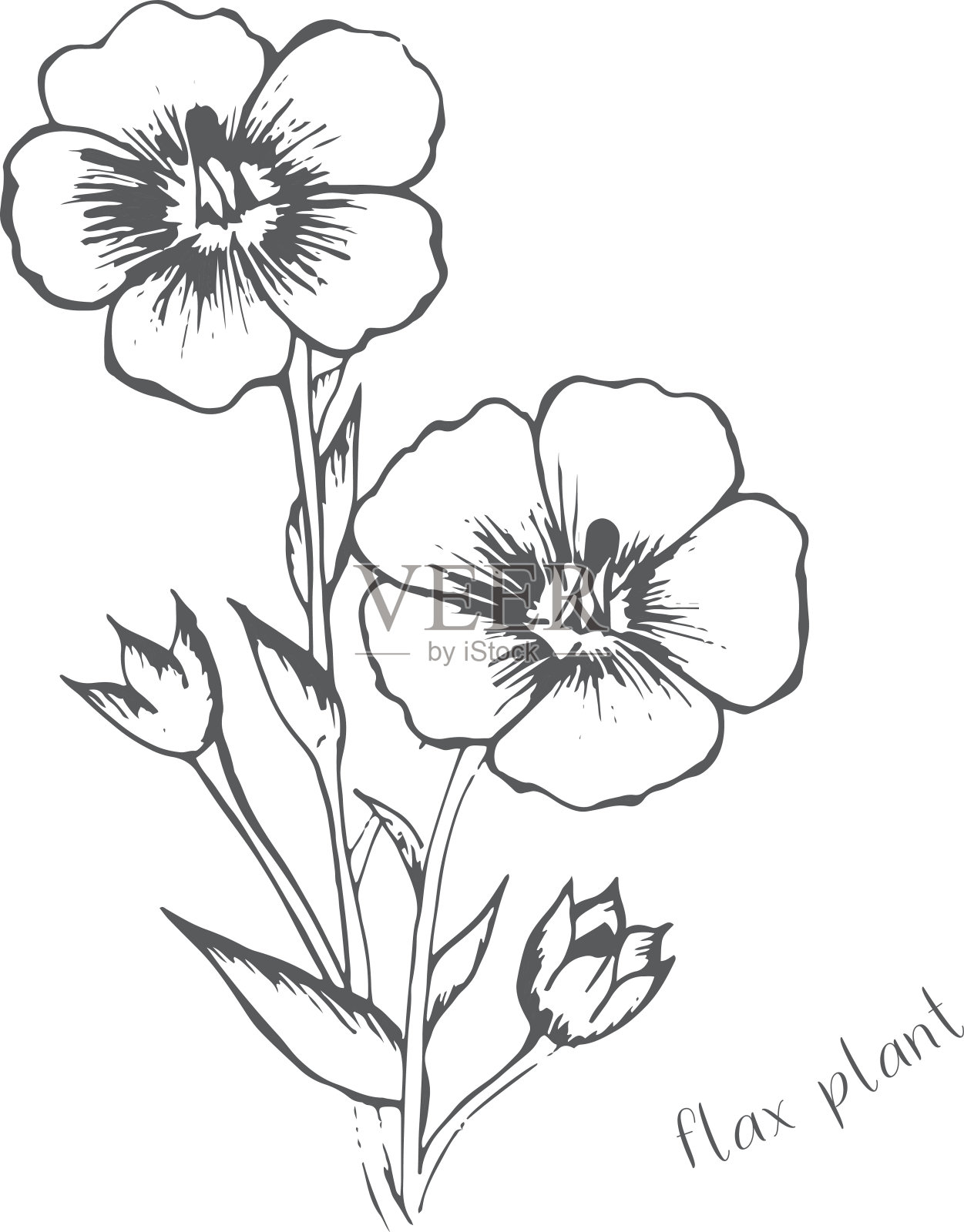 亚麻花是用一种颜色手绘的插画图片素材