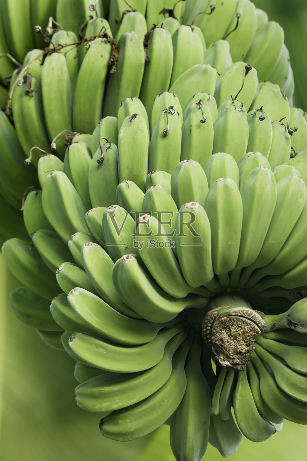 香蕉集群照片摄影图片