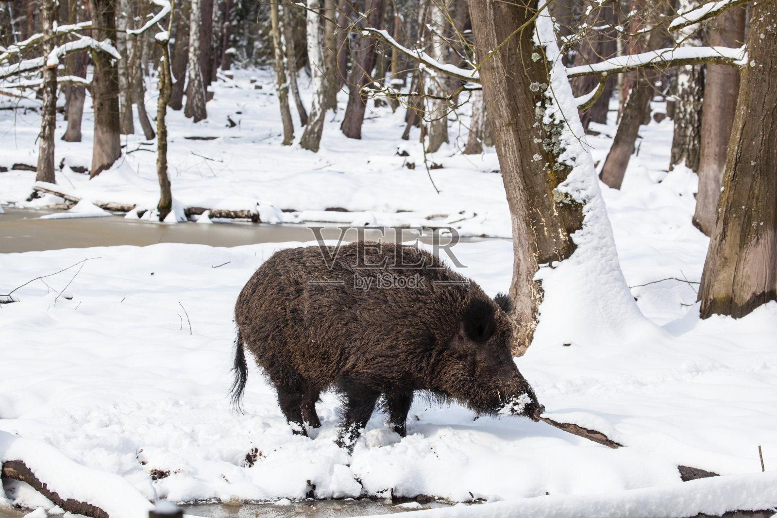 冬天森林里的野猪照片摄影图片