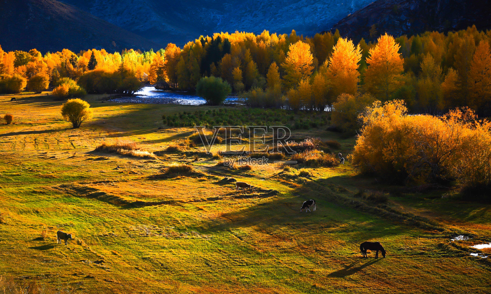 牛马吃在美丽的草原上，中国新疆风光旖旎。照片摄影图片