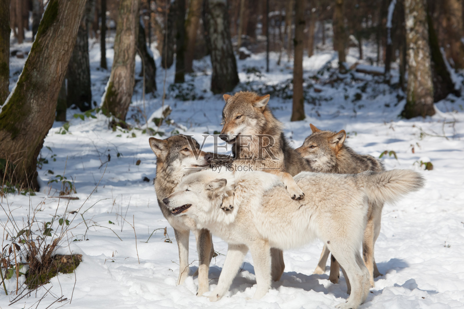 大灰狼在冬天的森林里群居照片摄影图片