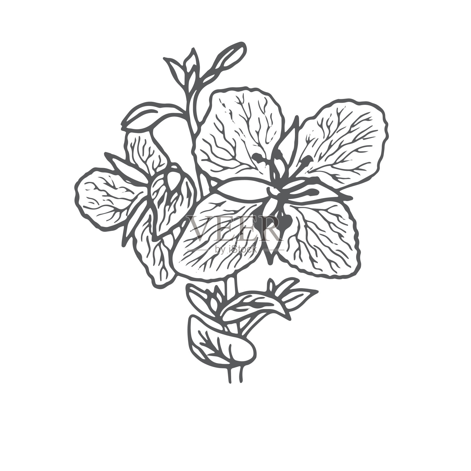 花鞭草:鞭草属柳科多年生植物属。插画图片素材