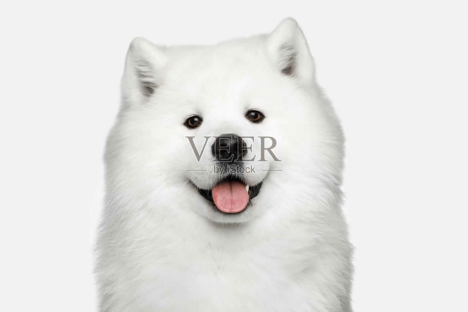 萨摩耶犬孤立在白色背景上照片摄影图片