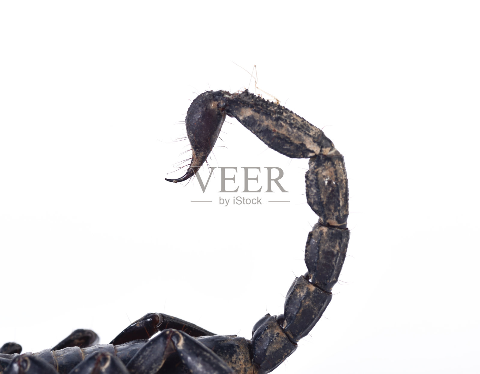 蝎子尾巴孤立在白色背景上照片摄影图片