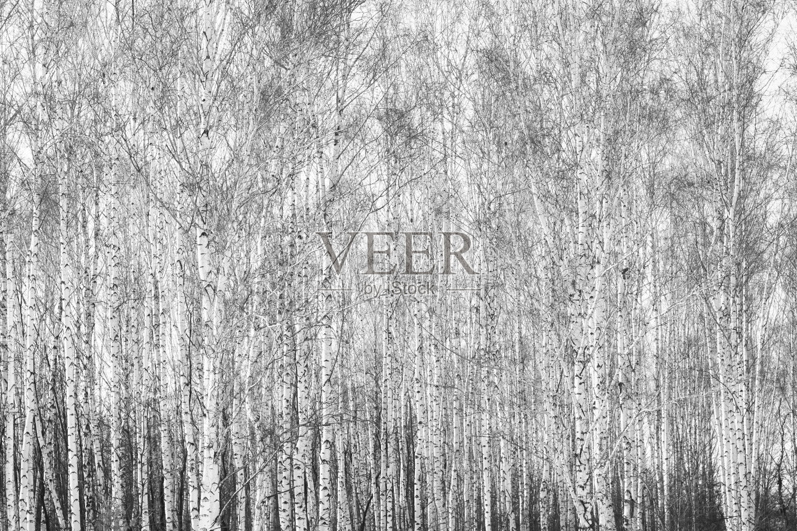 秋日白桦林的黑白照片照片摄影图片