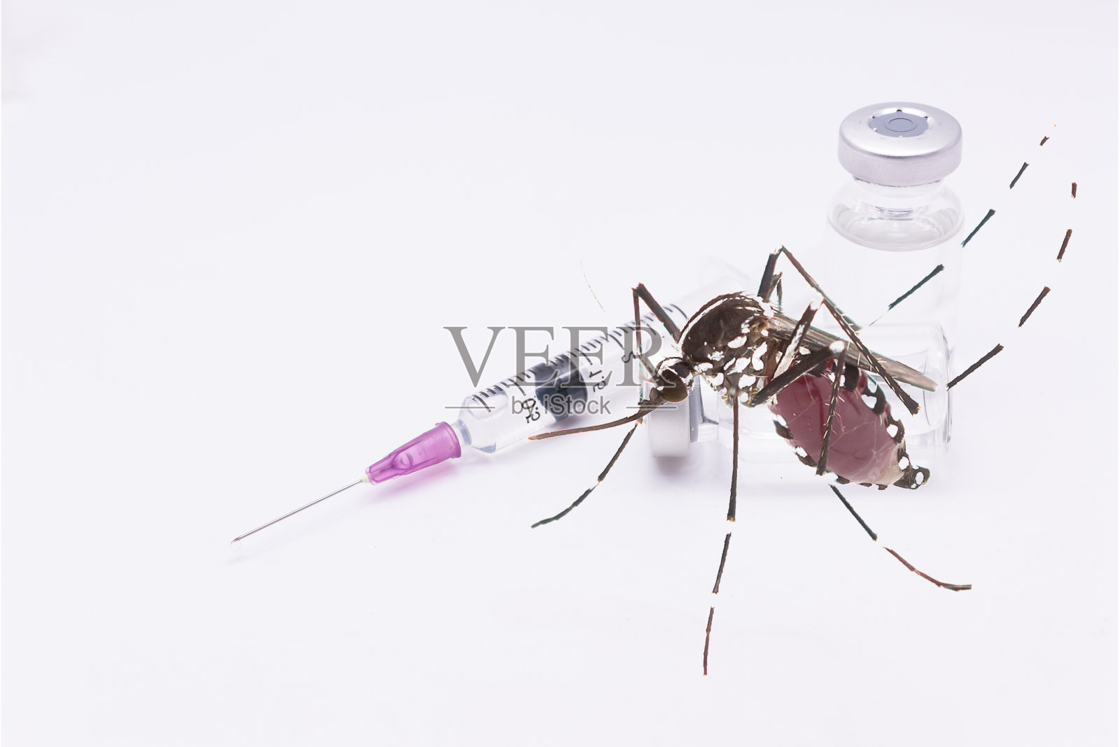 埃及伊蚊。靠近一只吸人血的蚊子。照片摄影图片