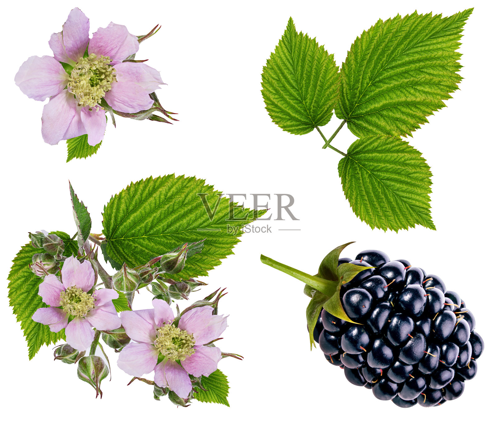 黑莓和黑莓花和叶孤立照片摄影图片