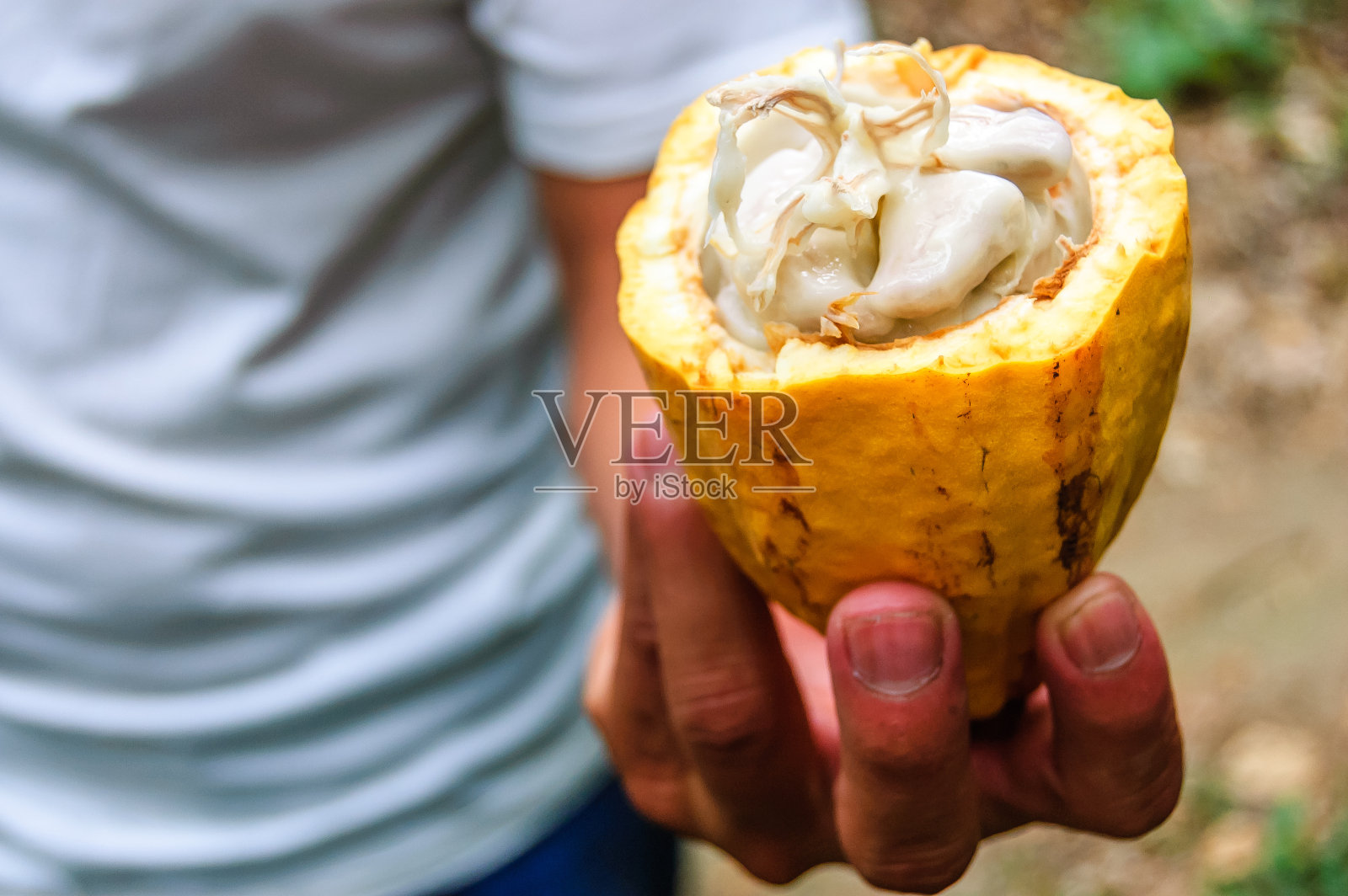 椰豆豆，危地马拉照片摄影图片