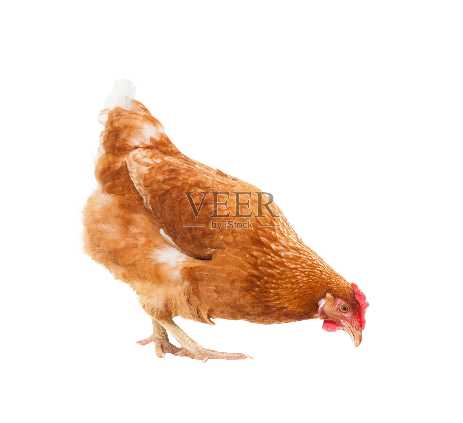 全身棕褐的母鸡孤立地站在白色的背景下照片摄影图片