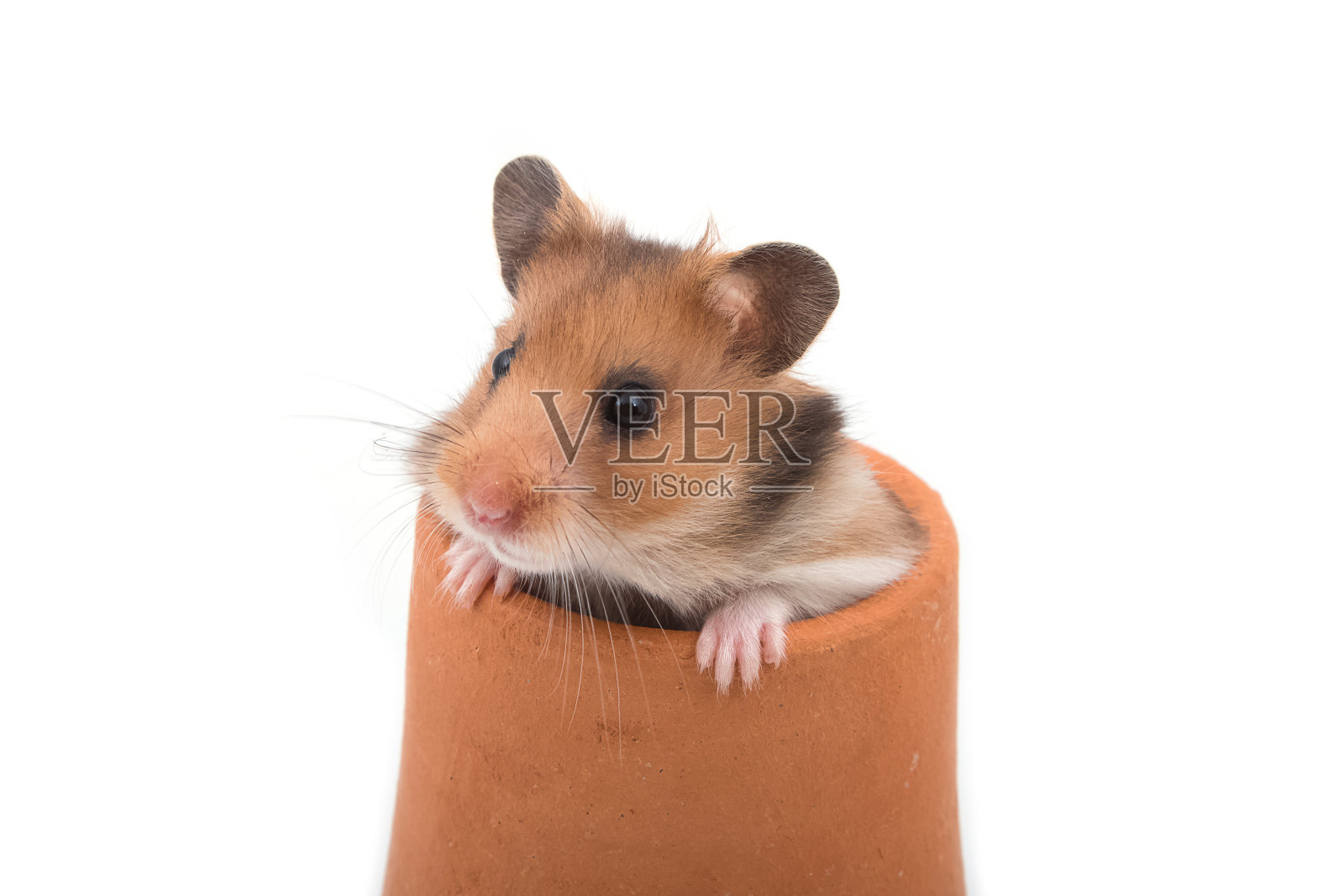 仓鼠(叙利亚仓鼠)在粘土壶上的白色背景照片摄影图片