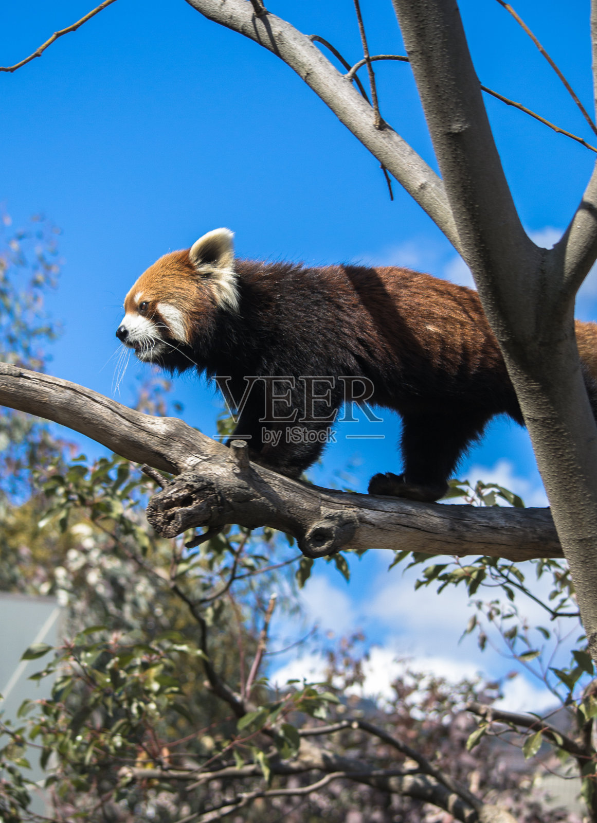 红熊猫照片摄影图片