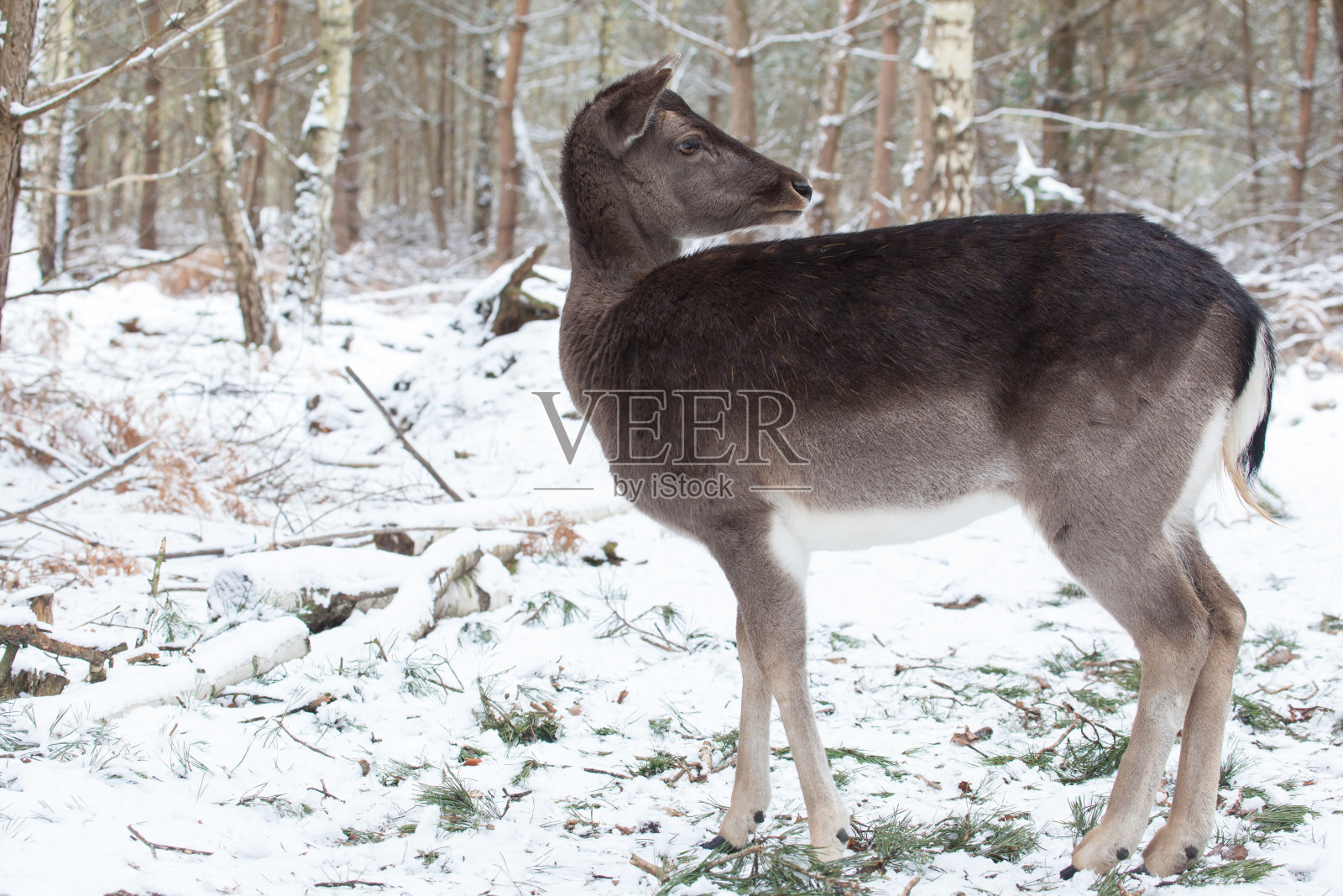 冬季森林中的雌性休林鹿照片摄影图片