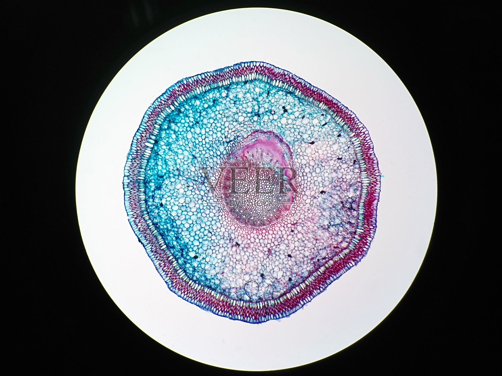 显微镜下植物根系横切面照片摄影图片