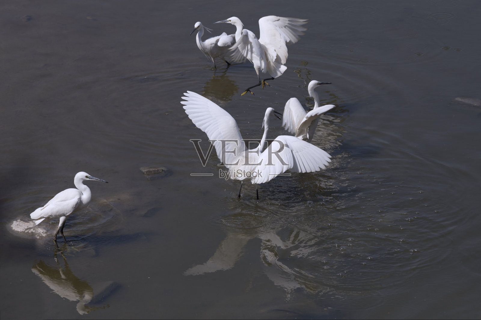 湖面上的天鹅照片摄影图片