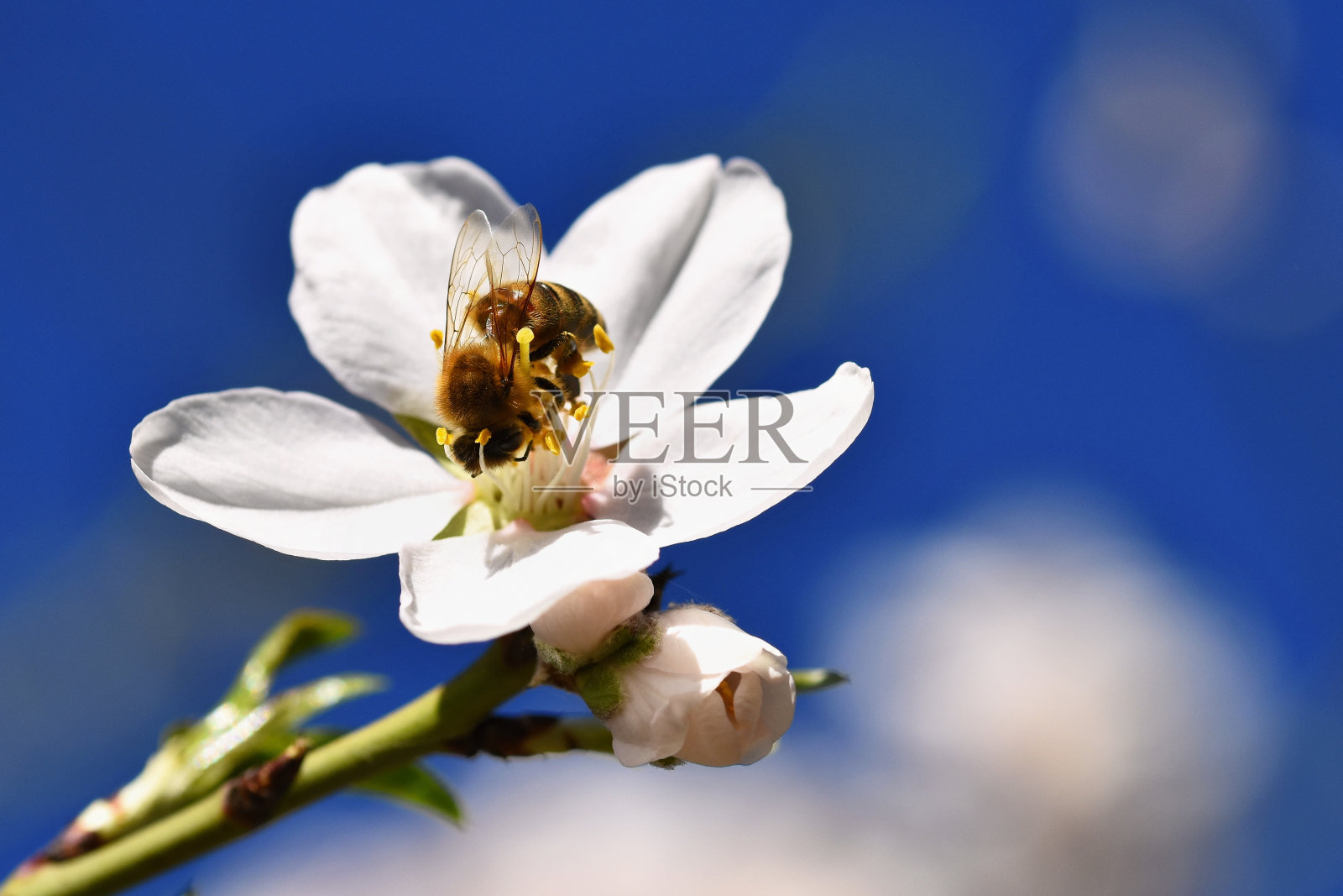 春天的背景。美丽的开花树和一只蜜蜂。花在自然界中。照片摄影图片
