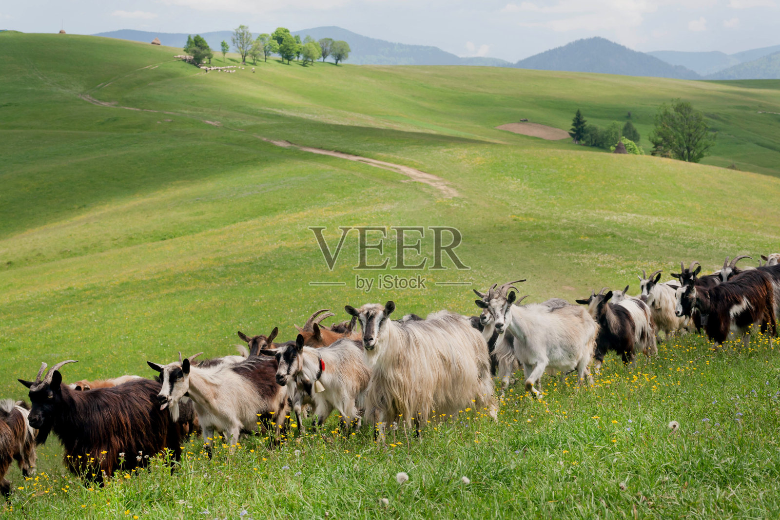 一群山羊在青山的草地上吃草。农村自然景观照片摄影图片