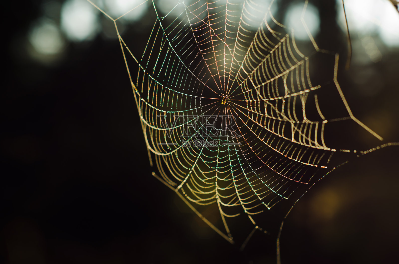 清晨的蜘蛛网上有彩色的露珠照片摄影图片