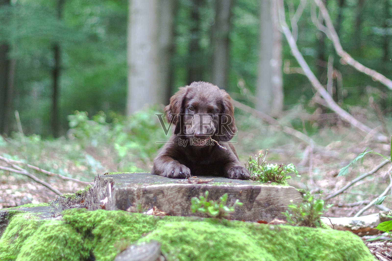 树林里的小狗照片摄影图片