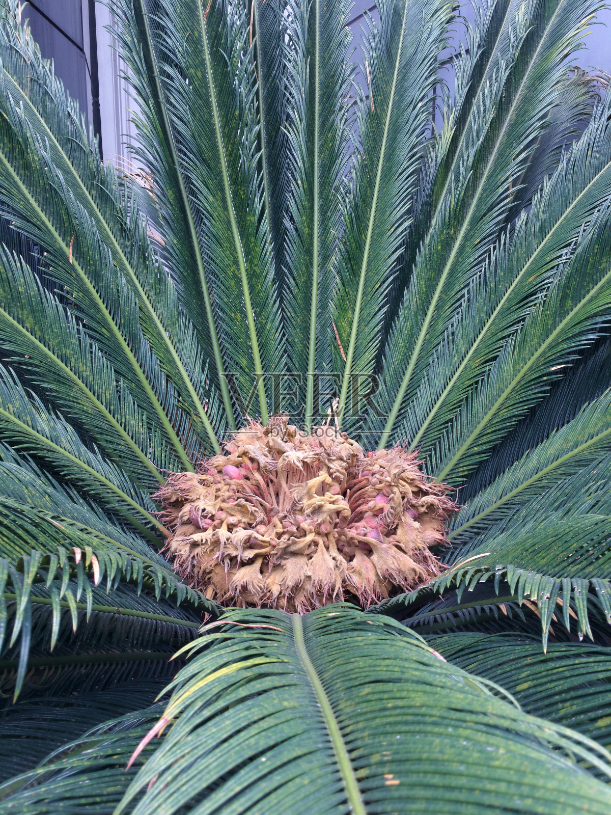(苏铁)西米雌棕榈花，满是种子。照片摄影图片