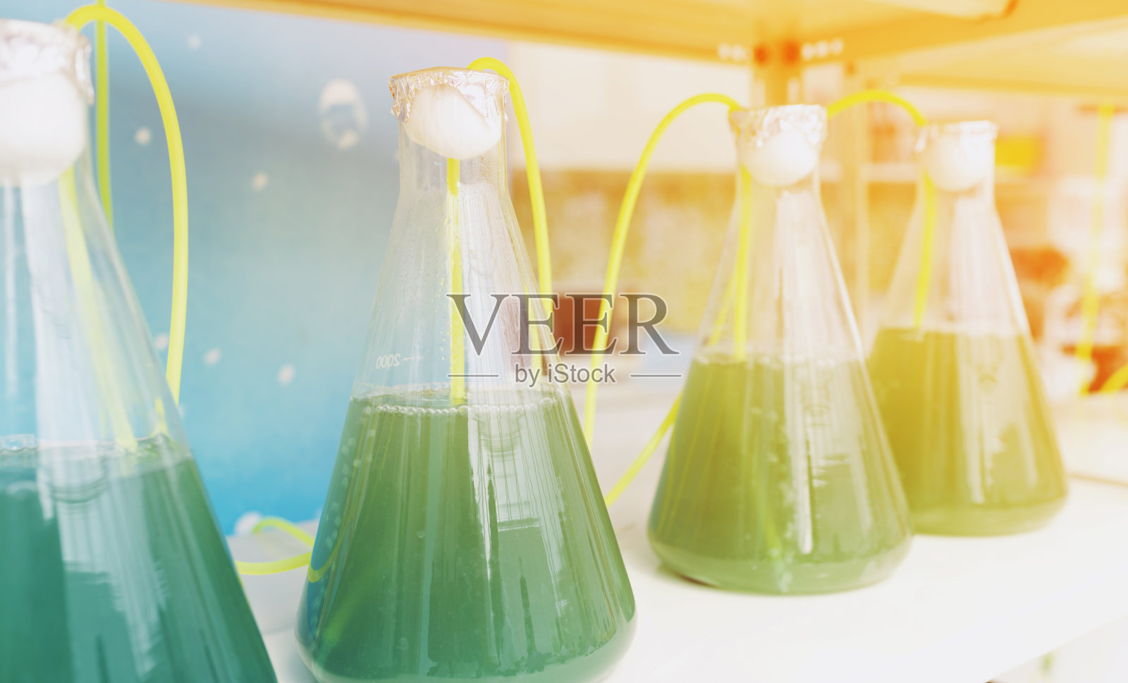 实验室玻璃器皿藻类研究过程在实验室室内，科学图形滤镜图像照片摄影图片