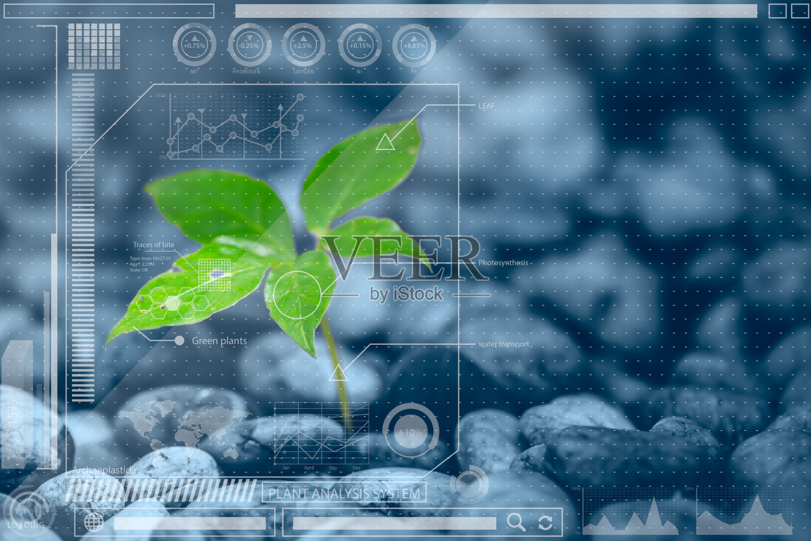 植物信息技术或植物生物学分析。图表信息混合媒体照片摄影图片