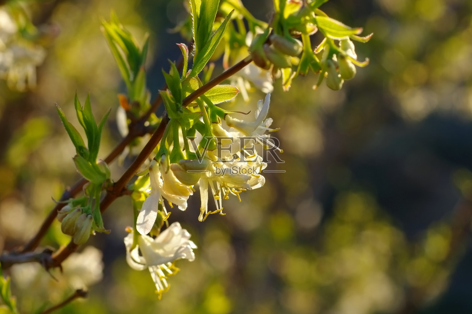 冬金银花是在冬天盛开的照片摄影图片