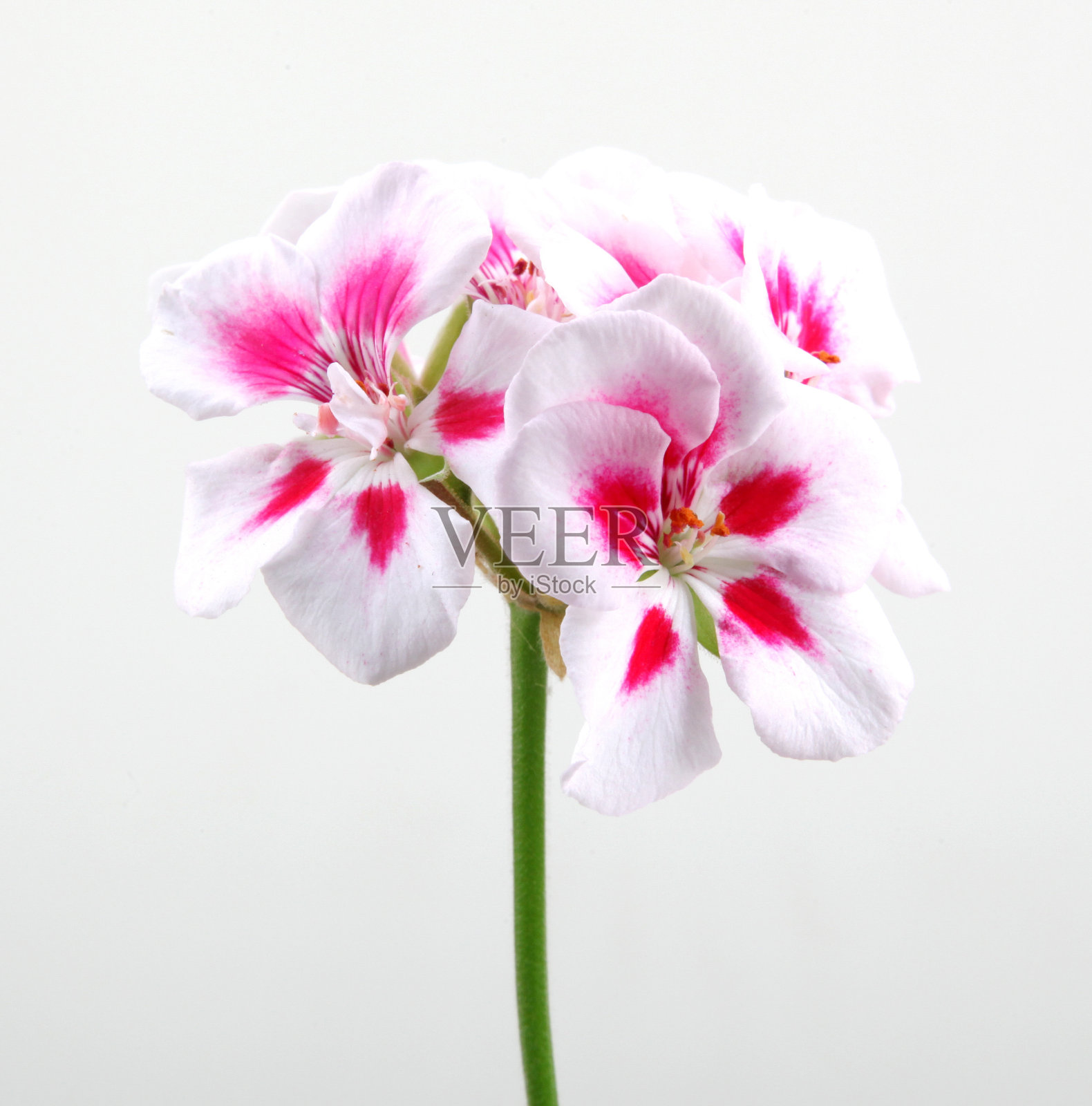 香叶天竺葵属植物的花照片摄影图片