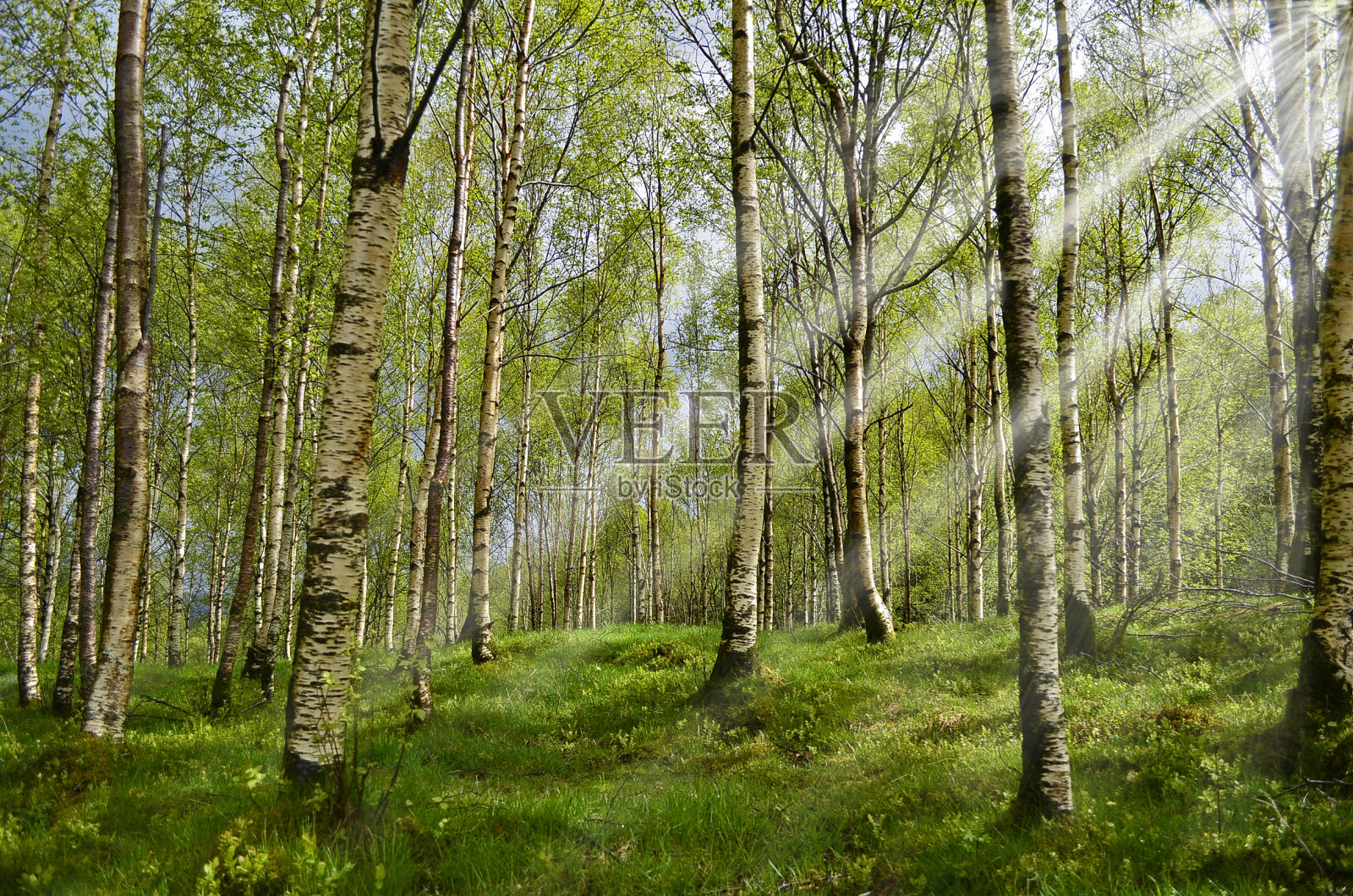 阳光明媚的桦树林照片摄影图片