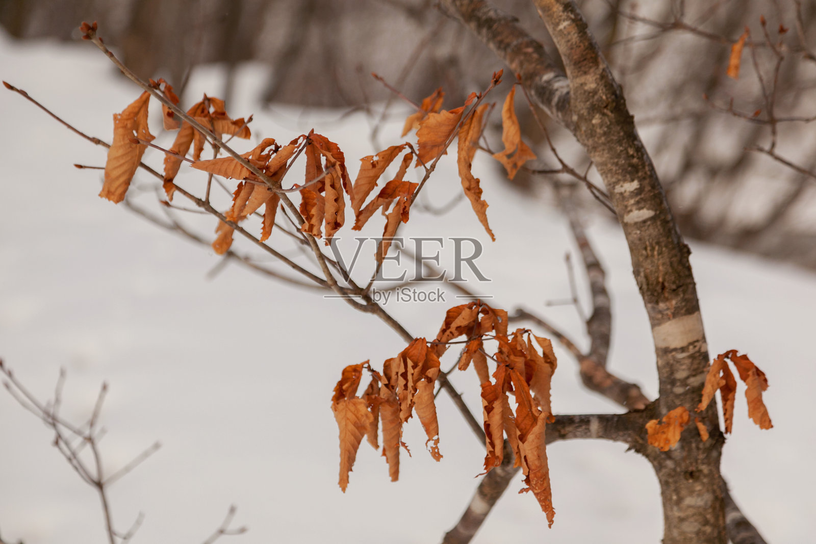 树枝上的秋叶有着雪的背景照片摄影图片