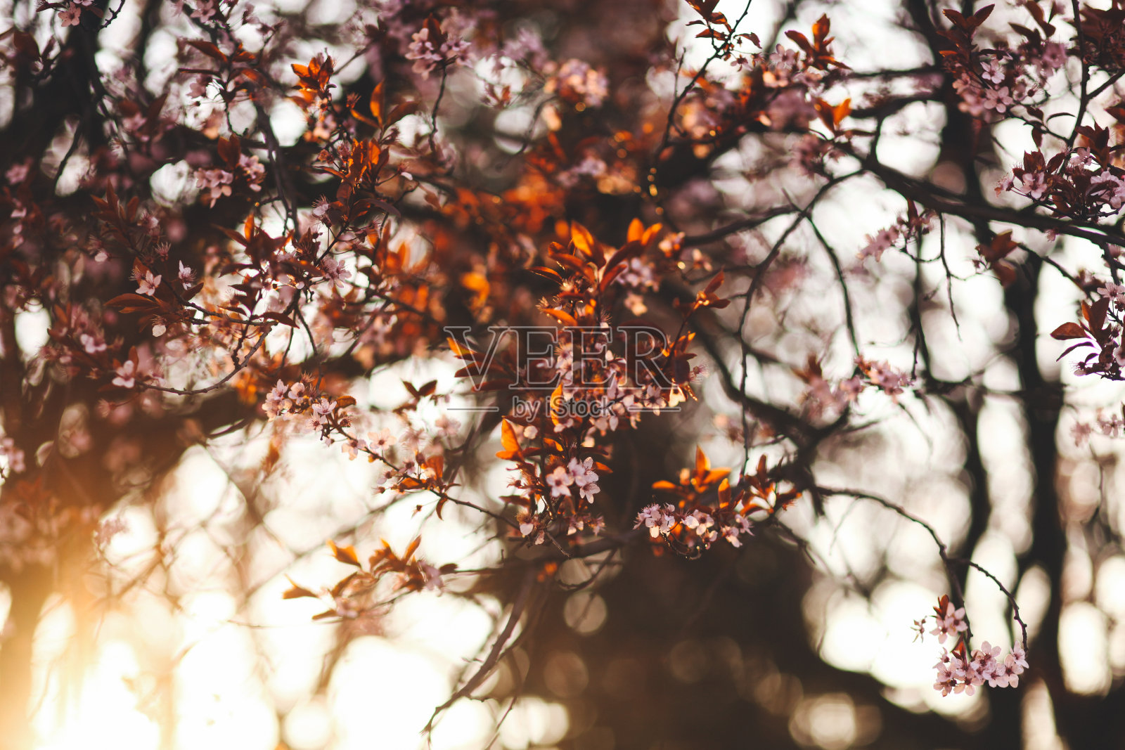 盛开的樱花树枝照片摄影图片