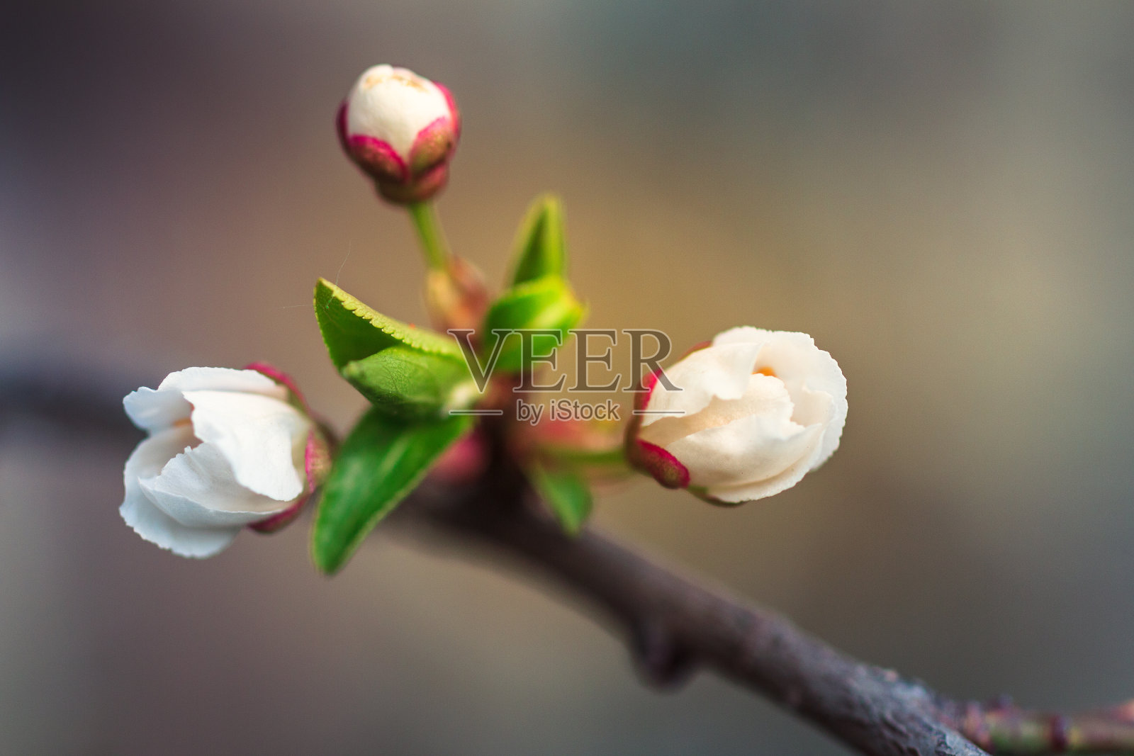 春天果树开花。照片摄影图片