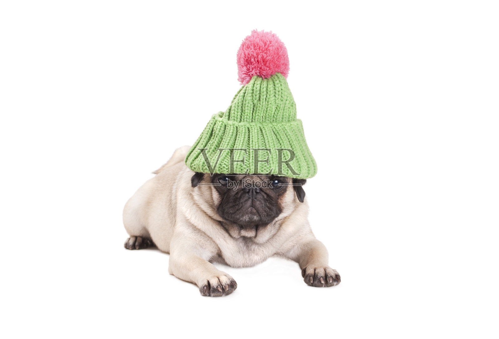 可爱的哈巴狗狗躺下，看起来脾气暴躁，戴着绿色针织帽和粉红色的绒球，孤立在白色的背景照片摄影图片