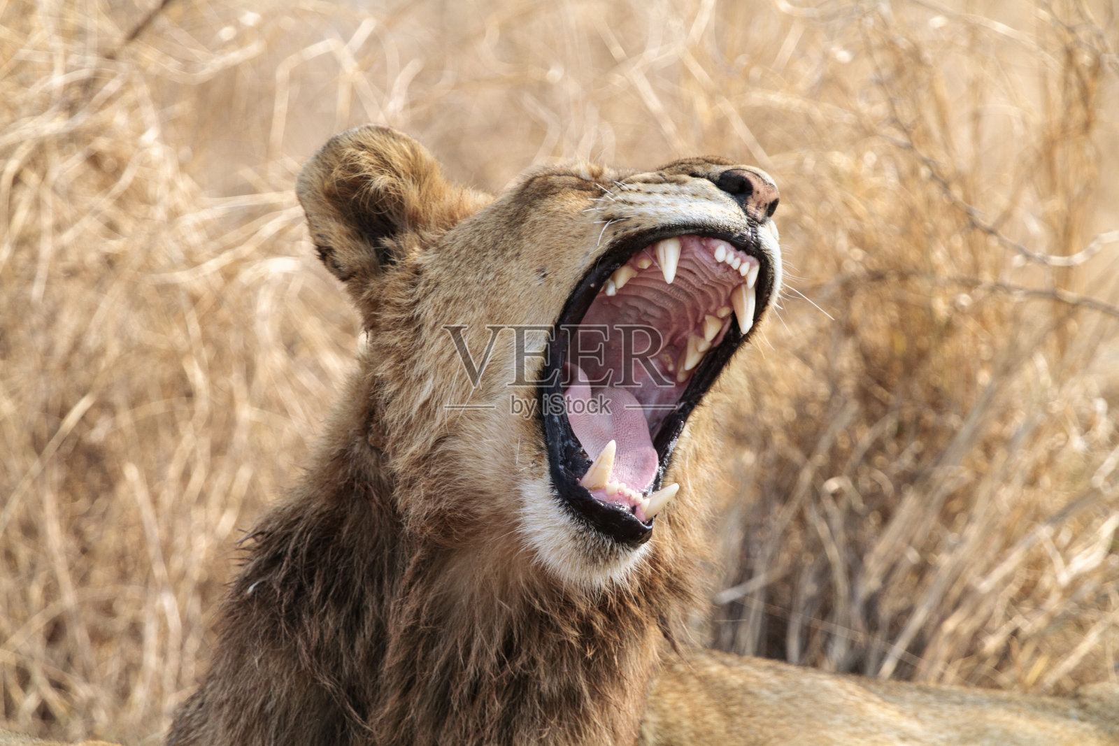 张开嘴的狮子照片摄影图片