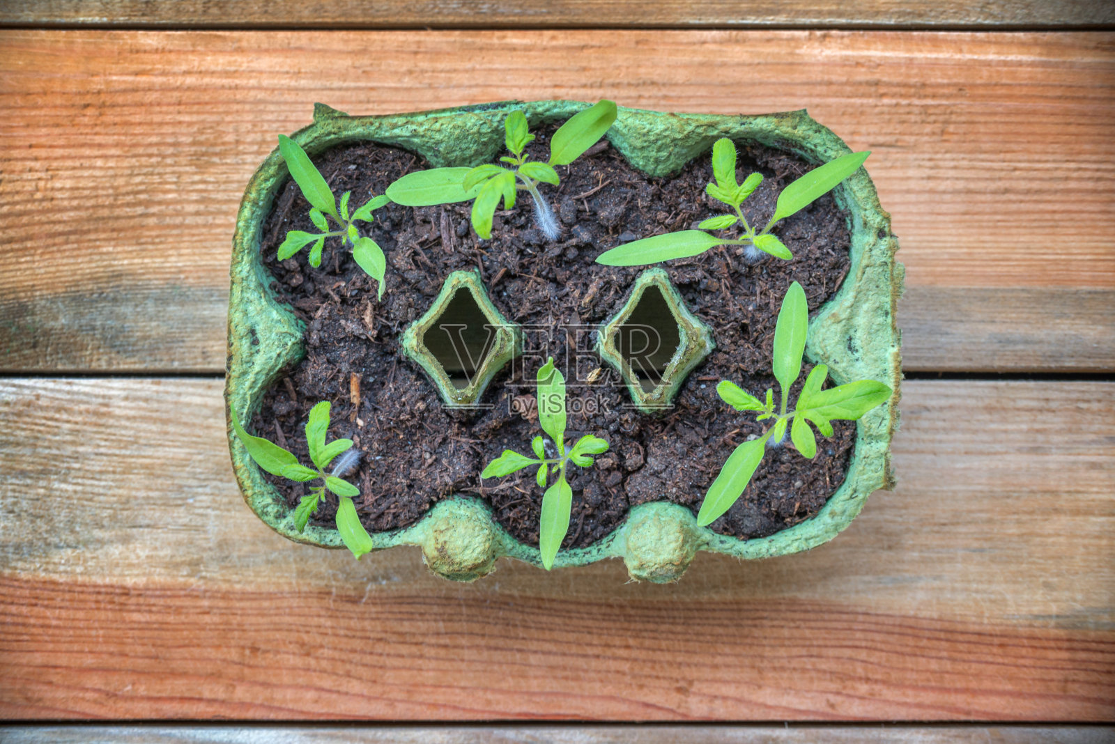 俯视图西红柿幼苗在一个回收鸡蛋盒，自制和园艺的概念照片摄影图片