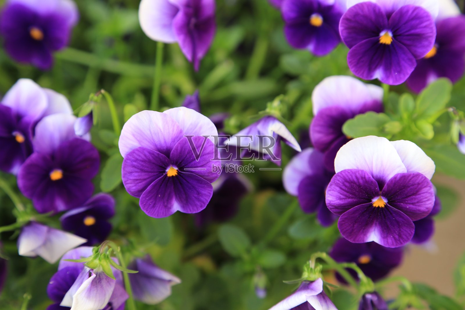 紫色三色堇照片摄影图片