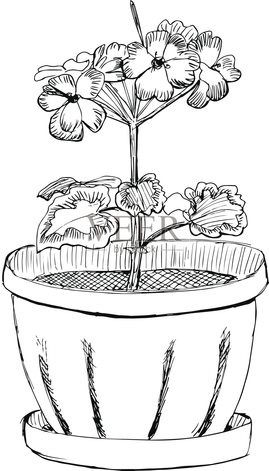 天竺葵花在花盆手绘草图矢量插图插画图片素材
