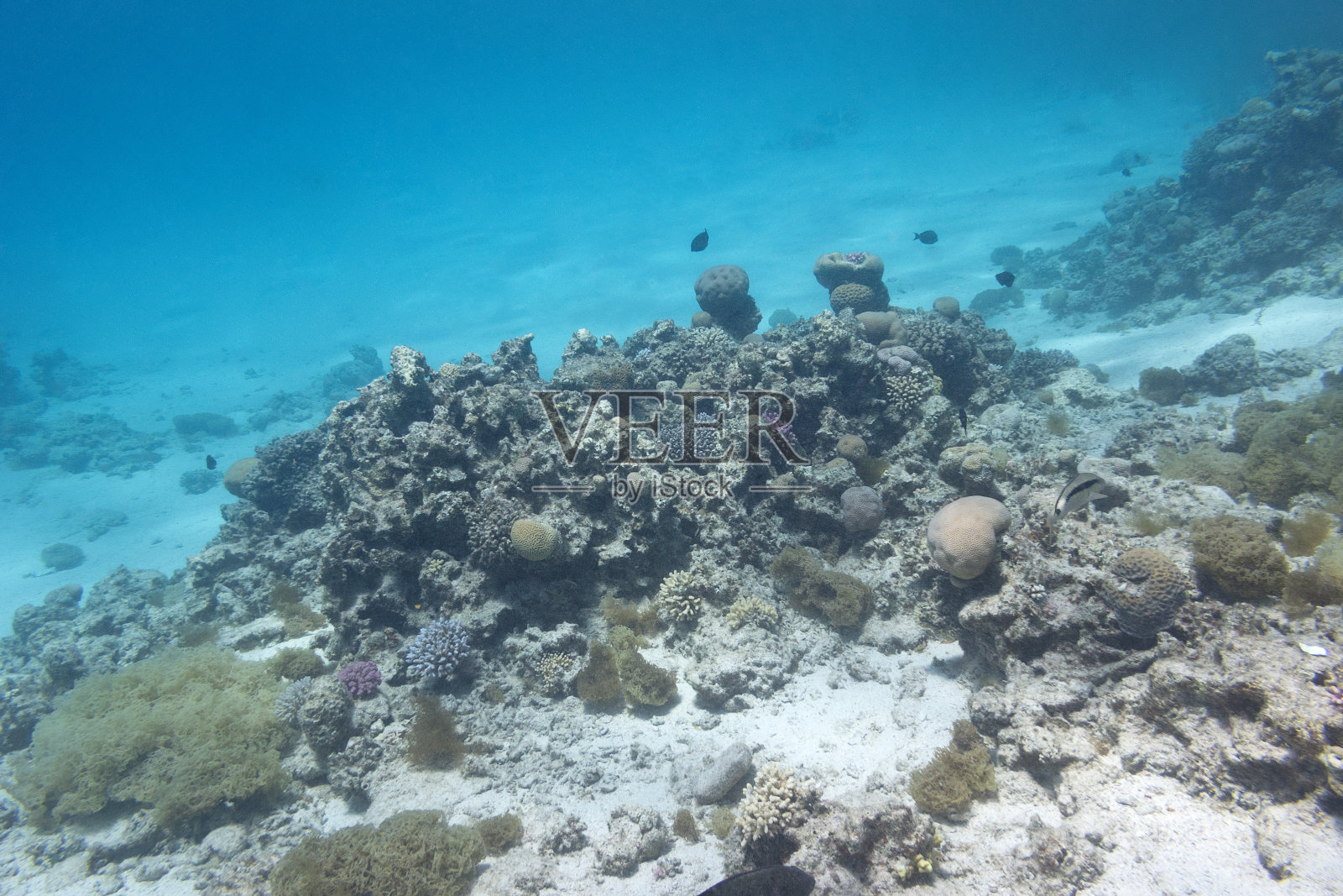 热带海底的珊瑚礁，在水下照片摄影图片