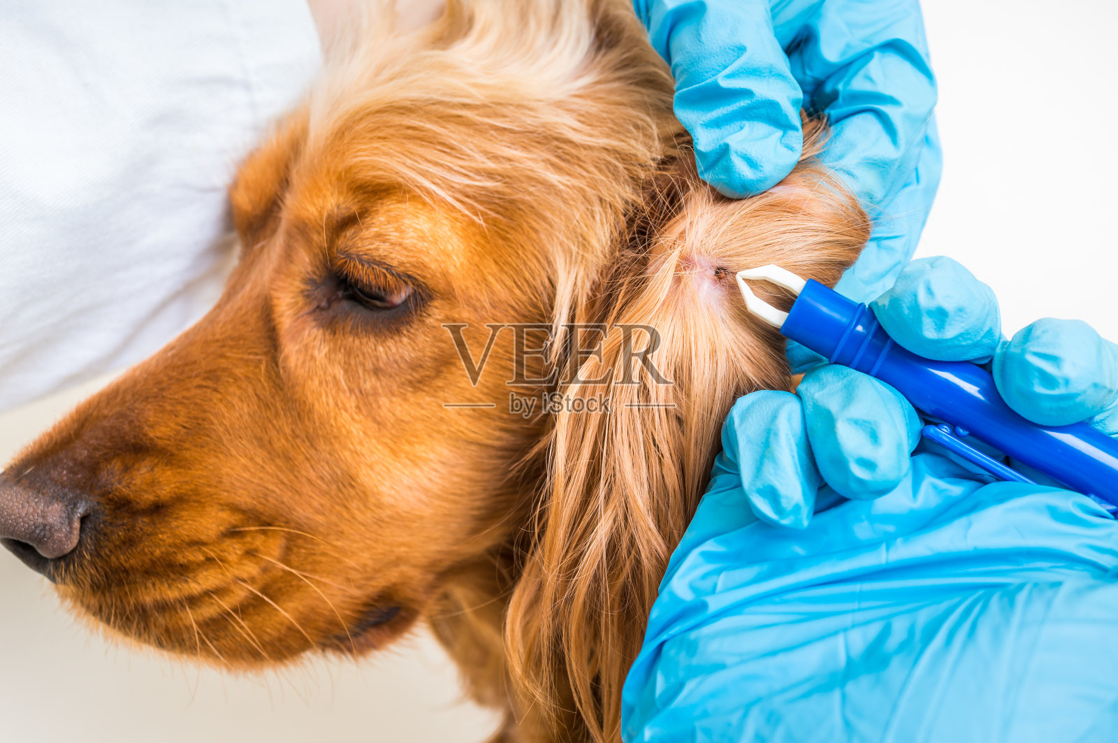 兽医清除可卡犬身上的蜱虫照片摄影图片