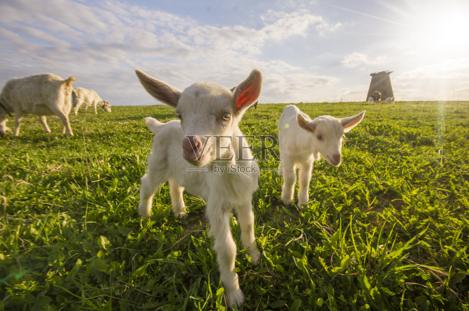 在一个阳光明媚的日子里，一小群山羊在草地上爬行照片摄影图片